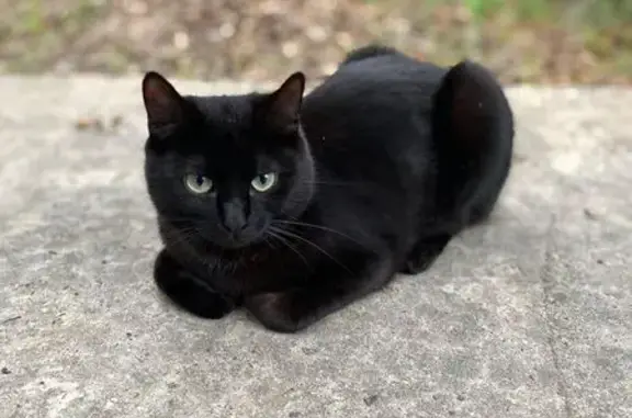 Найдена кошка, Ангарск, фото: Найдена кошка, Ангарск, 21