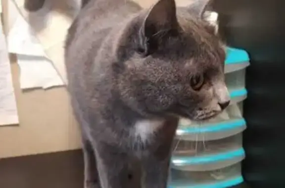 Найдена кошка, Красноярск, фото: Найдена кошка, ул. 60 лет Октября, 85