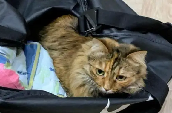 Пропала кошка на ул. Серова, Омск