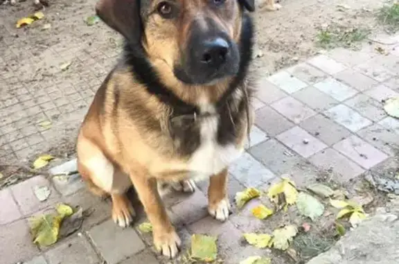 Собаки потеряшки, Новосибирск, фото: Потеряшка собака, Часовая ул., Новосибирск