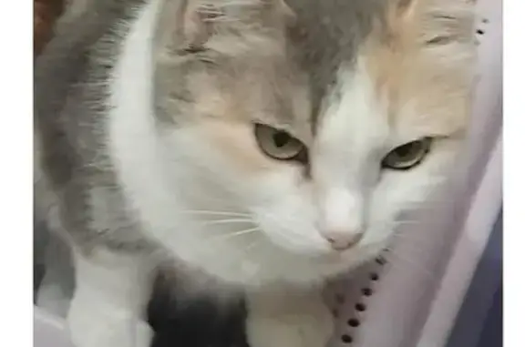 Кошки потеряшки, Новокузнецк, фото: Потеряшка кошка на ул. Тореза, 30, Новокузнецк