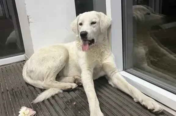 Собака найдена: Краснослободская, Волгоград