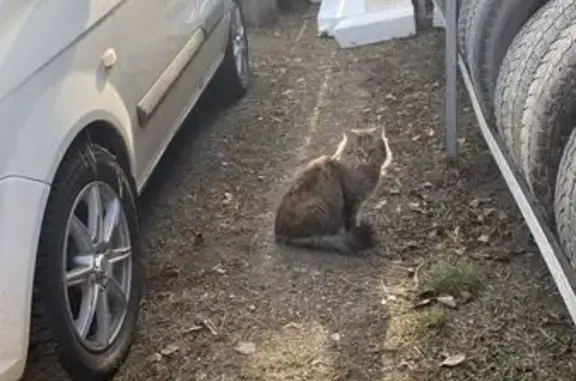 Кошка найдена у Попова 6, Красноярск