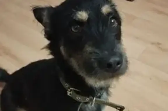 Найдена собака, Казань, Татарстан