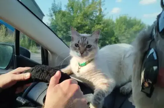 Кошки потеряшки, , фото: Потеряшка кошка, Ракитная 25, Власиха