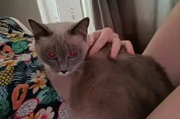 Кошки потеряшки, Томск, фото: Потеряшка кошка, Иркутский тракт 214, Томск