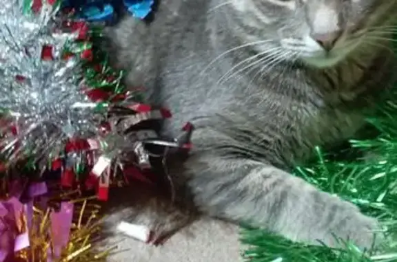 Кошки потеряшки, Набережные Челны, фото: Потеряшка кошка, 46/01, Набережные Челны