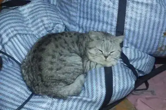 Кошки потеряшки, Томск, фото: Потеряшка кошка, ул. Героев Чубаровцев 5, Томск