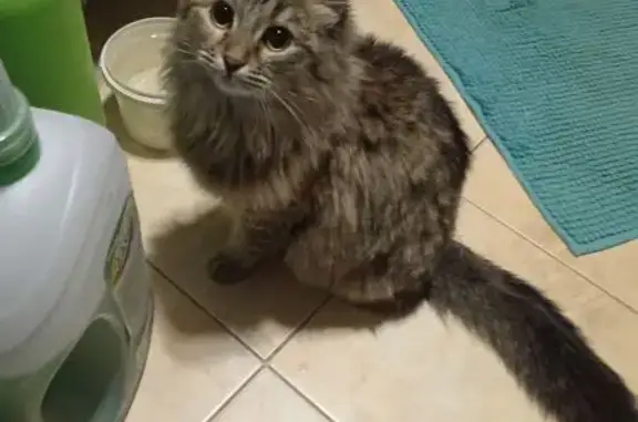 Кошки потеряшки, , фото: Потеряшка кошка, пр. Туполева 15, Ульяновск