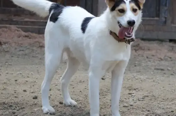 Собаки потеряшки, Екатеринбург, фото: Потеряшка собака на ул. Кленовая, Екатеринбург