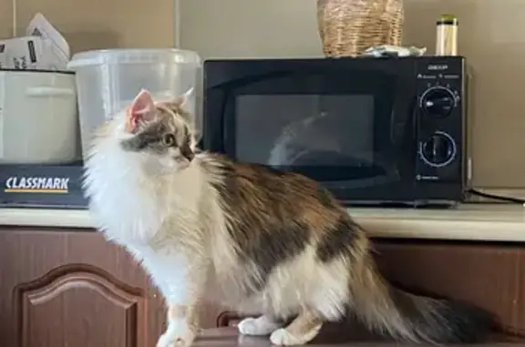 Кошки потеряшки, Выкса, фото: Потеряшка кошка, Выкса, ул. Коричневая 9