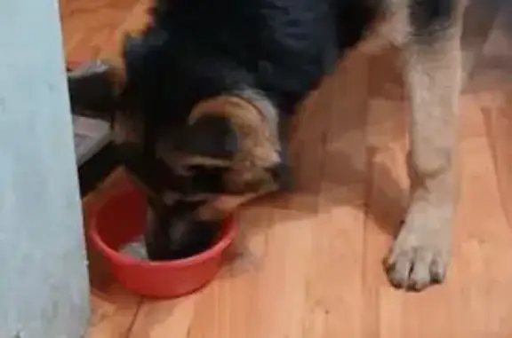 Найдена овчарка, ул. Р. Люксембург, Иркутск