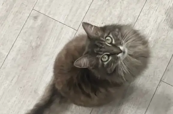 Пропала кошка, 2-я Новозаводская, 21