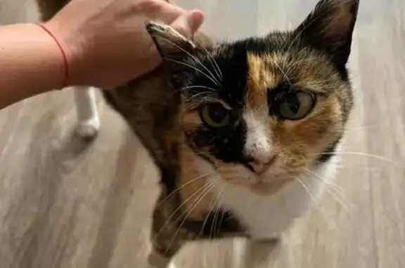 Найдена кошка, Ангарск, фото: Трехцветная кошка найдена в 189 кв., Ангарск