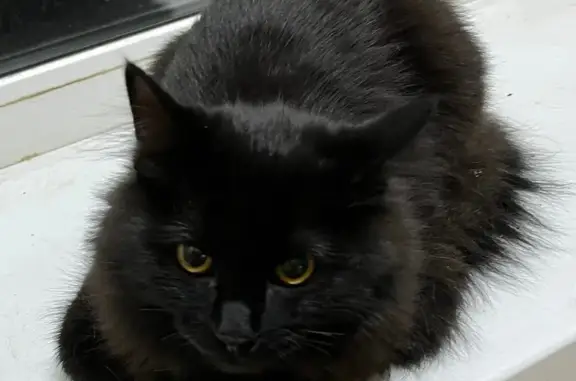 Найдена кошка, Москва, фото: Найдена кошка, Ярославская ул, 10 к4