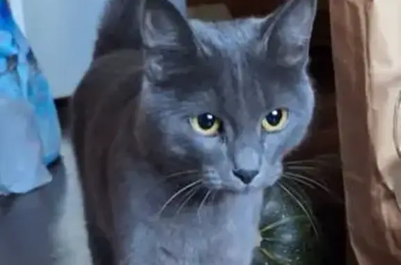 Найдена кошка: Взлётная, 4, Красноярск