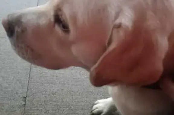 Найдена собака, Нахабино, фото: Лабрадор найден на Вокзальной в Нахабино