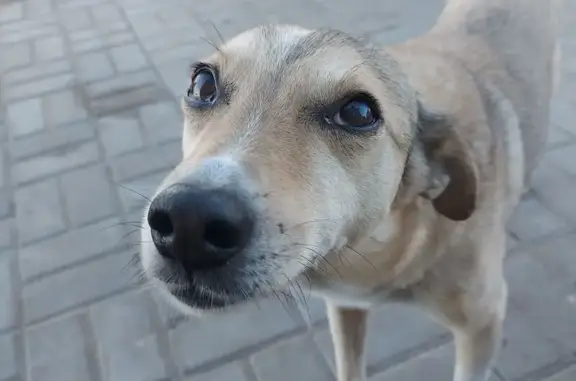 Пропала собака в Касиновском, Курская обл.