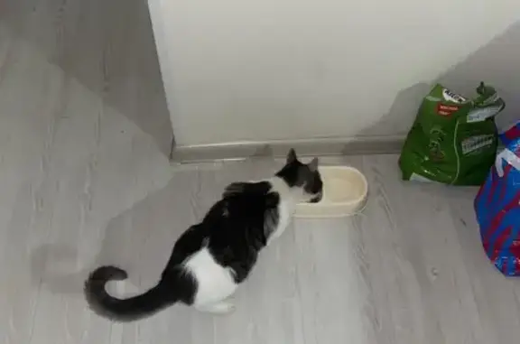 Пропала кошка на ул. Гоголя, Саратов