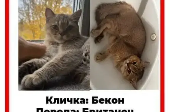 Пропал котенок, Политехническая 74/82