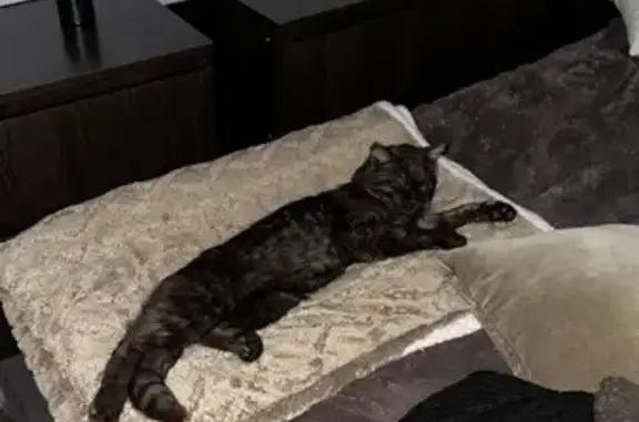 Пропала кошка, Лагерный пер., Тула