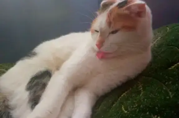 Пропала кошка, Заиграевская 11, УУ