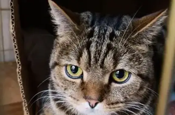 Найдена кошка, Новосибирск, фото: Кошка найдена на Гусинобродском шоссе