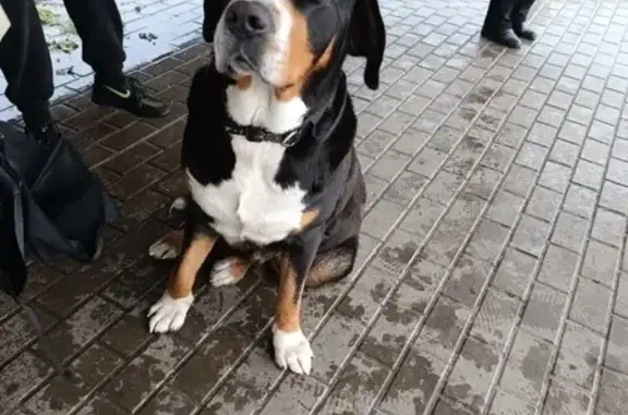 Собака найдена: Студёновская ул., Липецк