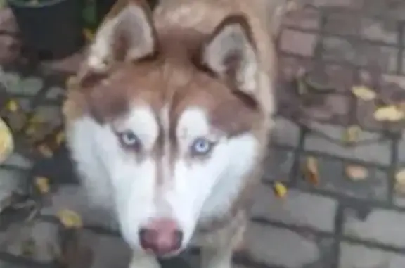 Найдена собака, , фото: Собака найдена: Н8092, Неманицкий с/с