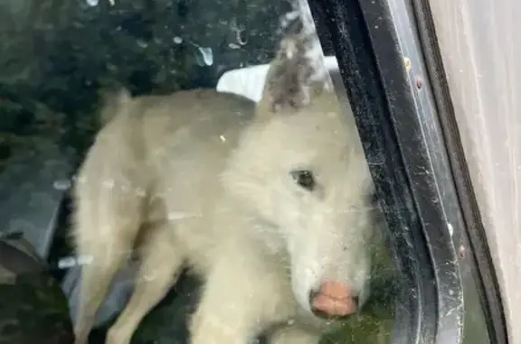 Найдена собака, Пионерская ул., Радофинниково