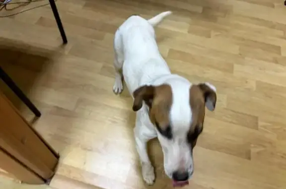 Собака найдена: Сормовская ул, 10Б, Краснодар