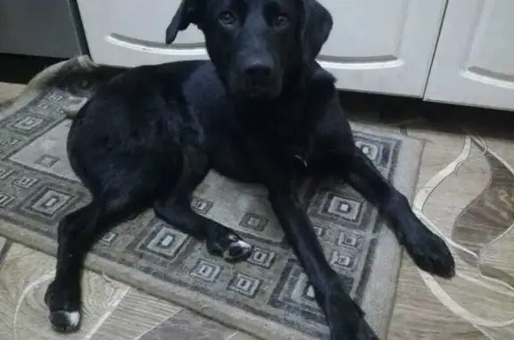 Найдена собака, Самара, фото: Собака найдена: Садовая ул, 243, Самара