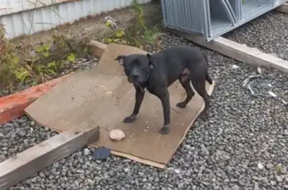 Найдена собака, Вологда, фото: Собака найдена: ул. Преображенского 28Н