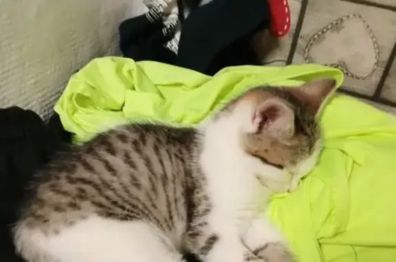 Пропала кошка, Лимендское шоссе, Котлас