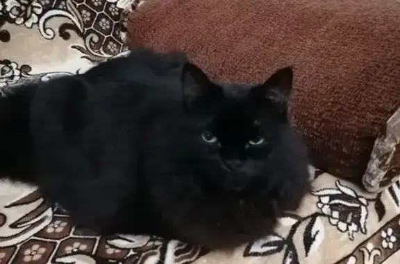 Пропала кошка, б-р Химиков 9/2, Ленинск