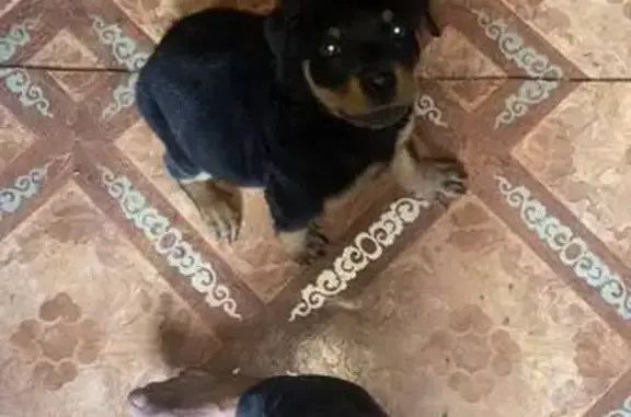 Пропала собака, ул. Луначарского, Славгород