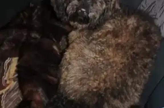 Пропала собака, ул. Пересвета 37, Брянск