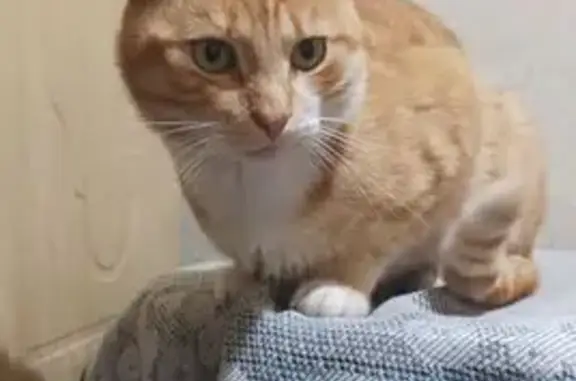 Кошки потеряшки, , фото: Потеряшка рыжая кошка, б. Московская 114