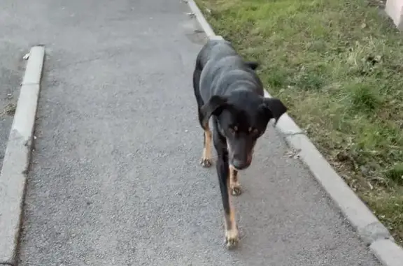 Найдена собака, Копейск, фото: Собака найдена: пр. Славы, 30, Копейск
