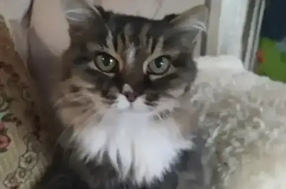 Пропала кошка Бася, Чугунова 11А, НН