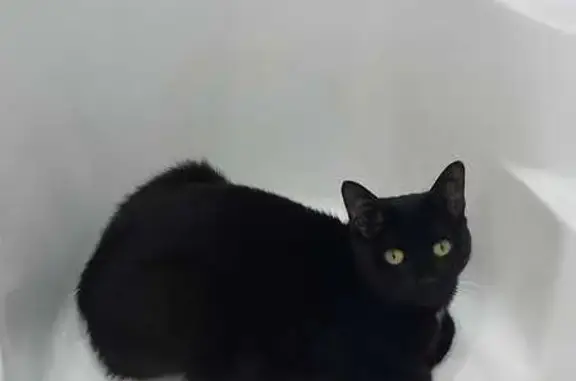 Кошки потеряшки, КП Солнечная поляна, фото: Потеряшка кот, Лунная ул., 7, Солнечная поляна