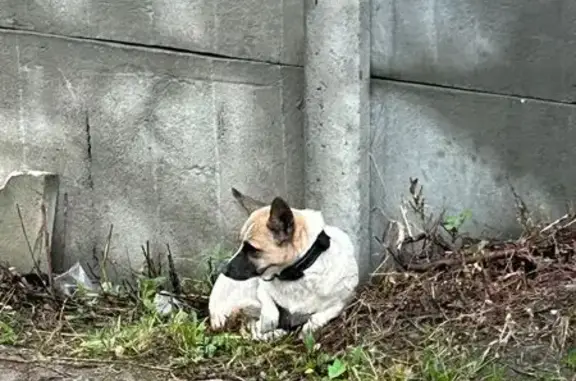 Собака найдена на проспекте Мира, 76