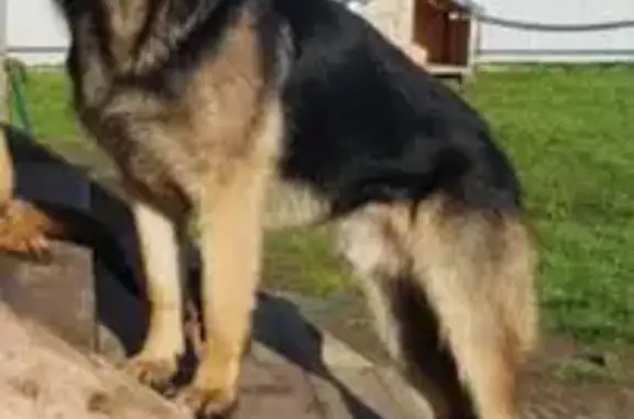 Собаки потеряшки, , фото: Потеряшка пёс Жорик, Станинская, МО