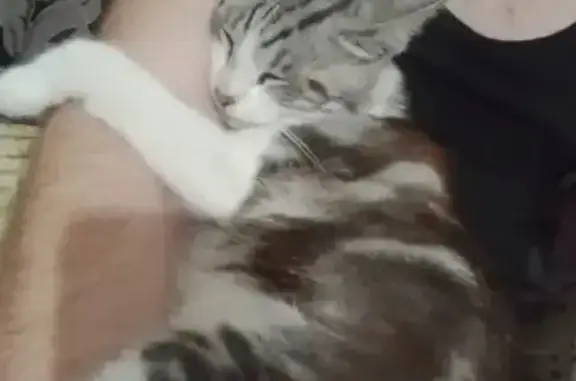 Кошки потеряшки, Яблоновский, фото: Потеряшка кошка, Советская 27, Яблоновский