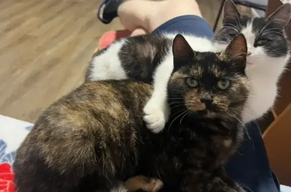 Кошки потеряшки, Яблоновский, фото: Потеряшка кошка, Советская 10, Яблоновский