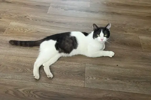 Кошки потеряшки, Яблоновский, фото: Потеряшка кошка, Советская 10, Яблоновский