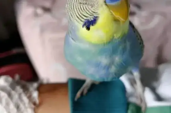 Пропал попугай Арчи, МО