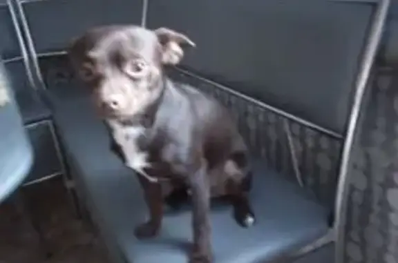 Собаки потеряшки, , фото: Потеряшка собака, Вишнёвая ул., Уваровка