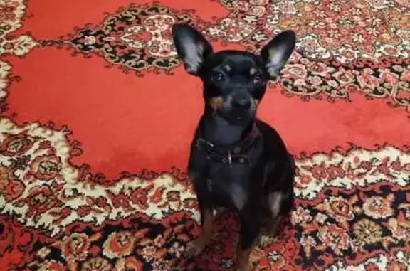 Пропала собака, ул. Некрасова 18, Рославль