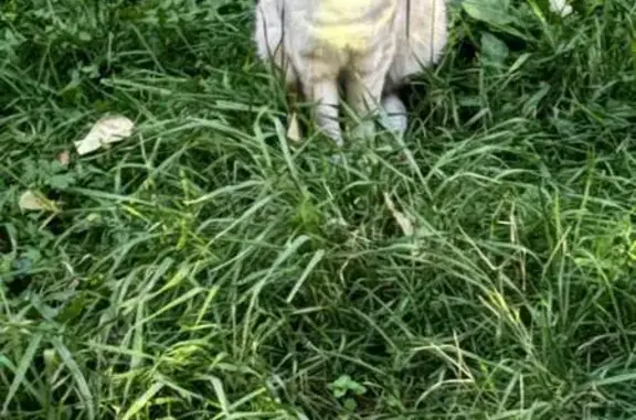 Найдена кошка, Челябинск, фото: Кот найден: ул. Чичерина 36, Челябинск